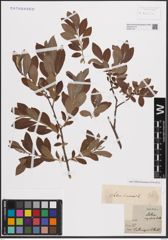 Foto von Salix cinerea L.